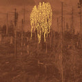 Petrozavodsk - Forest Fire